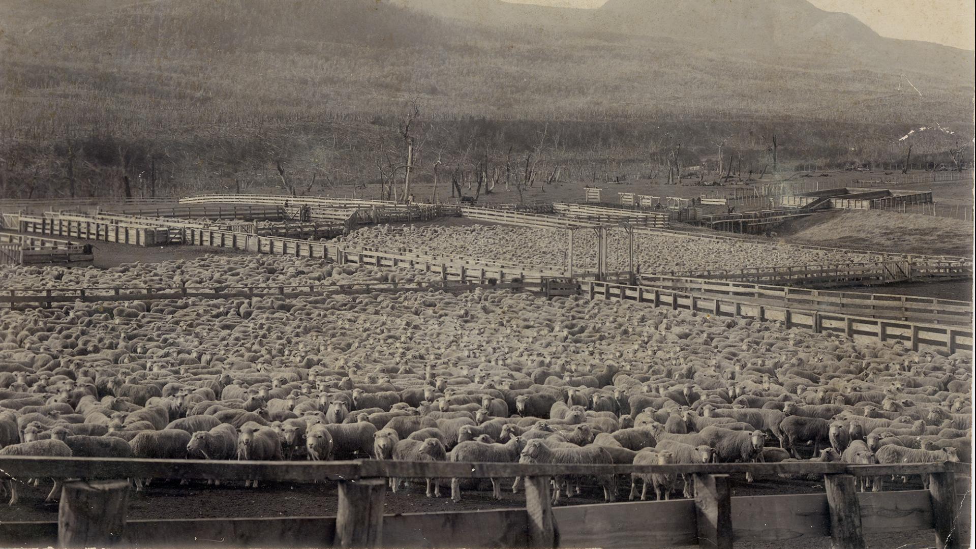 Corrales de la Estancia Coyhaique, con parte del ganado ovino