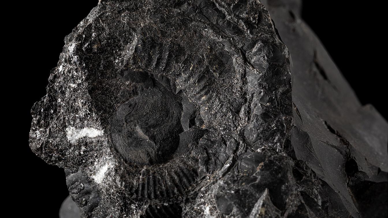 Favrella sp. en concreción