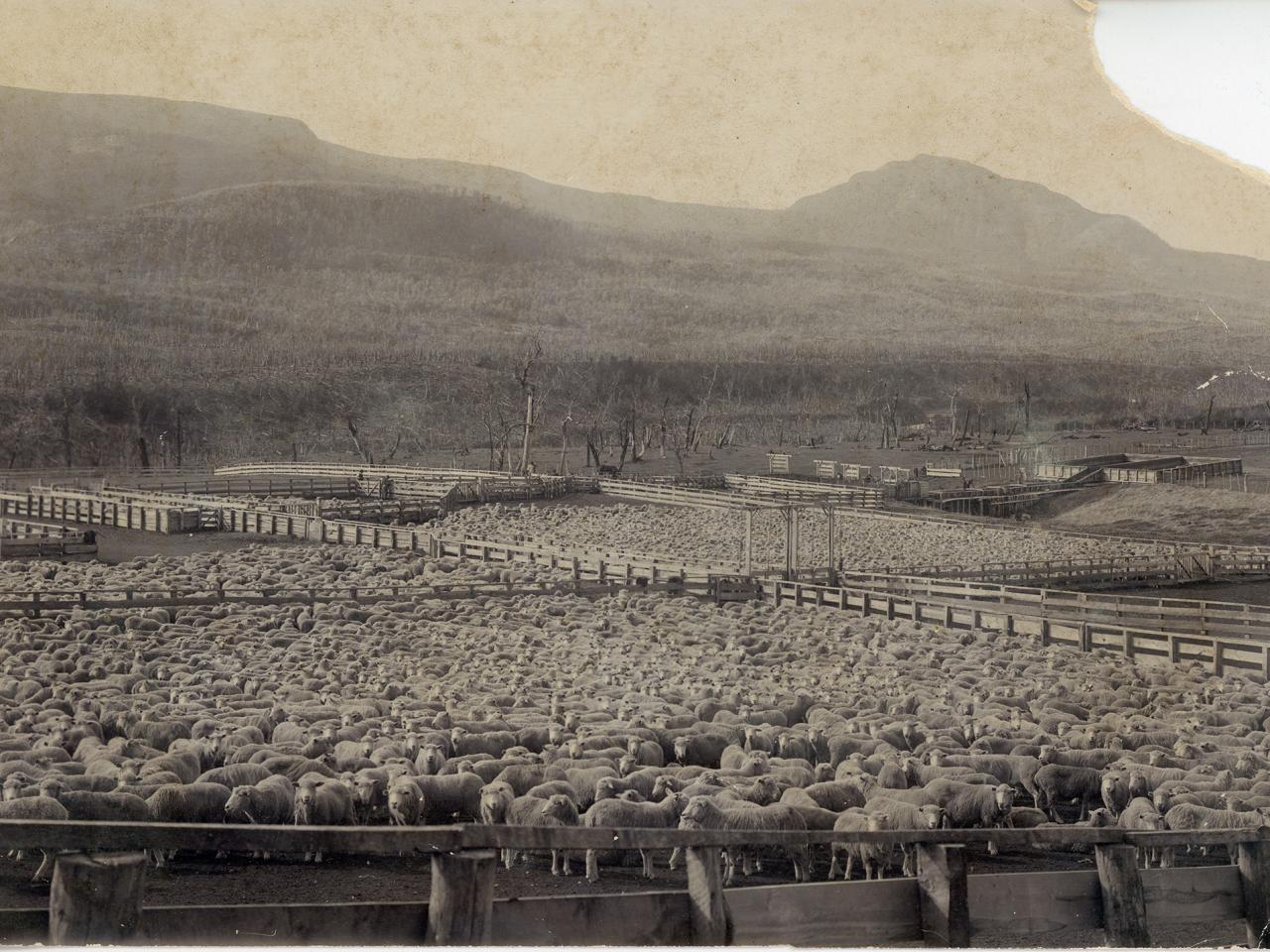 Corrales de la Estancia Coyhaique, con parte del ganado ovino