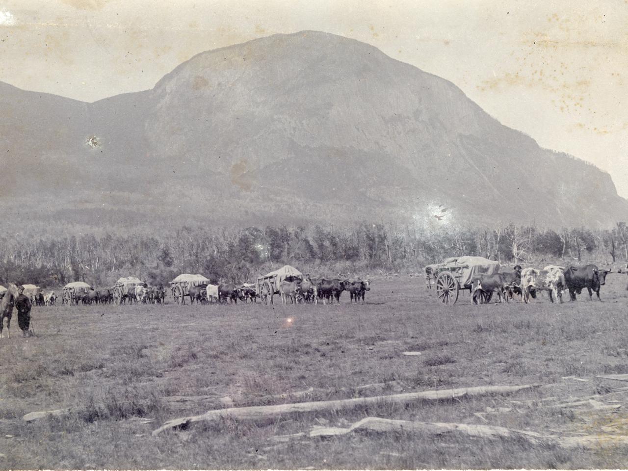 Vista de un convoy de carretas de bueyes en Coyhaique Bajo