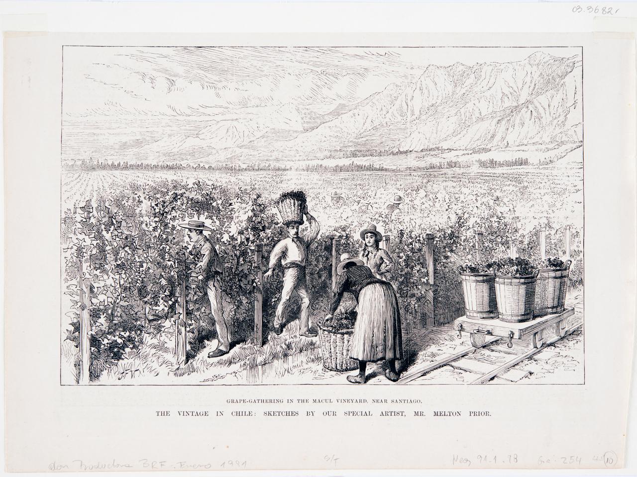 Grape Gathering in the Macul Vineyard, near Santiago. The vintage in Chile- Sketches by our Special Artist, Mr. Melton Prior