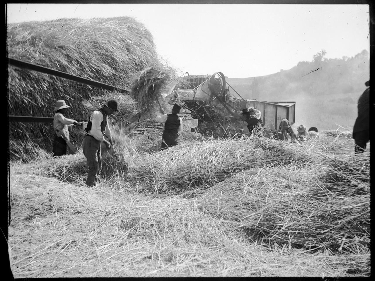 Trilla en Los Carrizos (c. 1930)