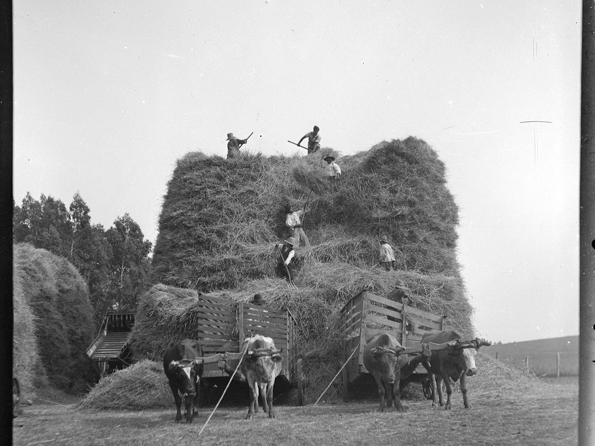 Torre de trigo en trilla en Los Carrizos (c. 1930)