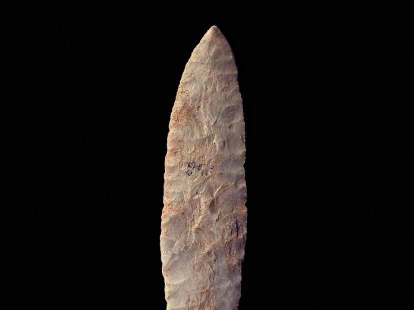 Hoja taltaloide