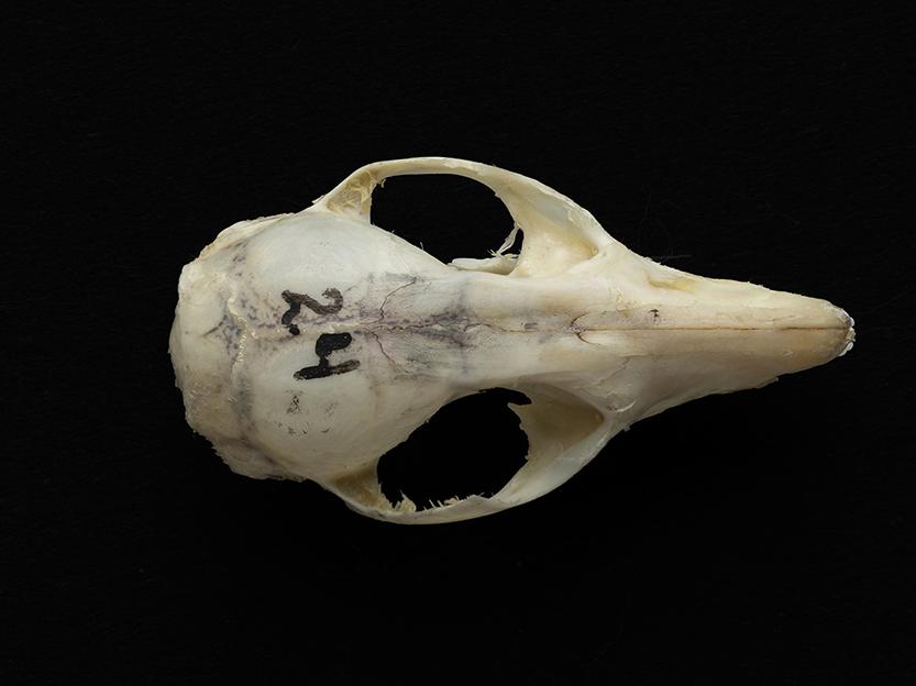 Cráneo de un individuo adulto de Thylamys elegans (yaca común)