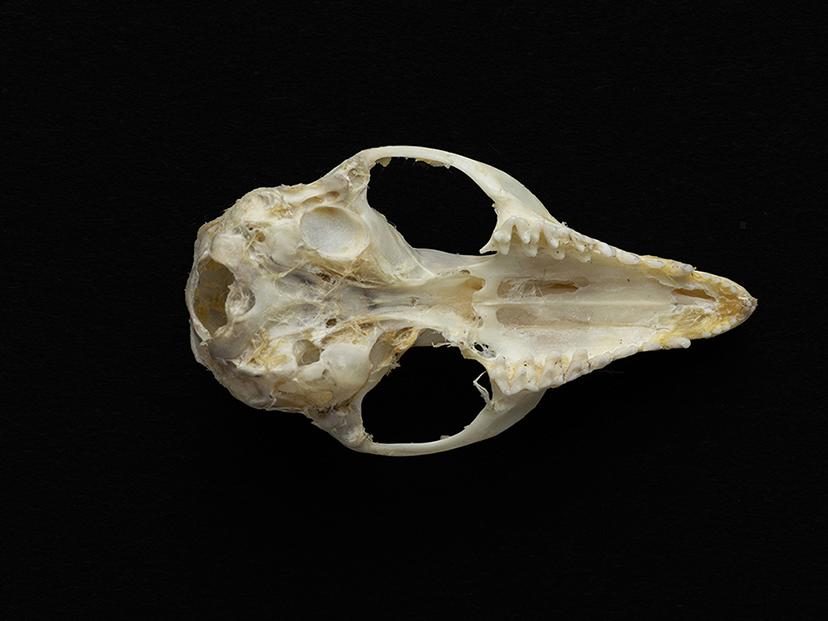 Cráneo de un individuo adulto de Thylamys elegans (yaca común)