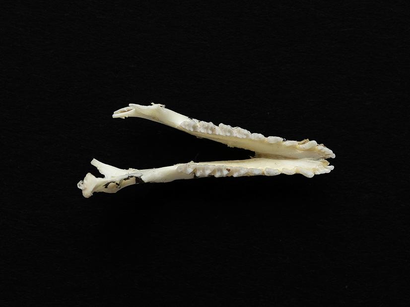 Mandíbula de un individuo adulto de Thylamys elegans (yaca común)