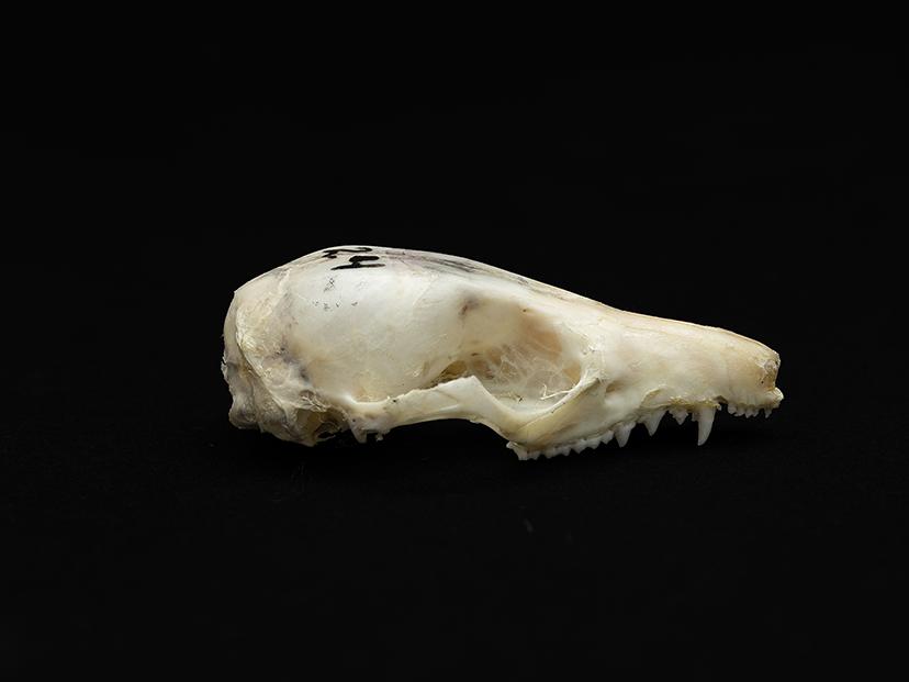 Cráneo de un individuo adulto de Thylamys elegans (yaca común)