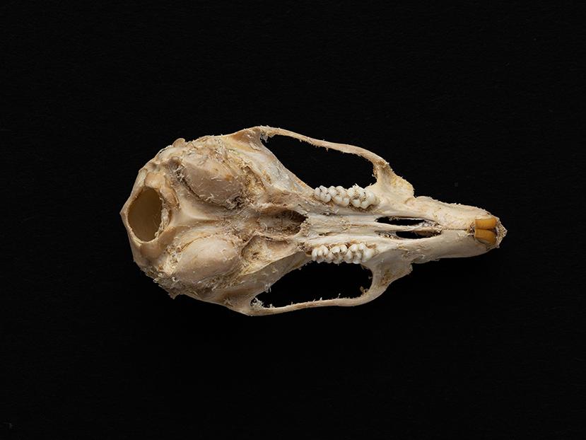 Cráneo de individuo adulto de Rattus rattus (rata negra)