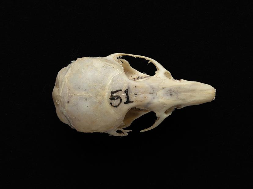 Cráneo de un individuo adulto de Abrothrix olivacea (ratón oliváceo)