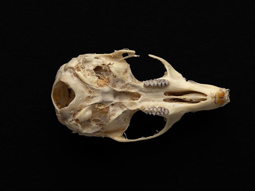 Cráneo de un individuo adulto de Abrothrix olivacea (ratón oliváceo)