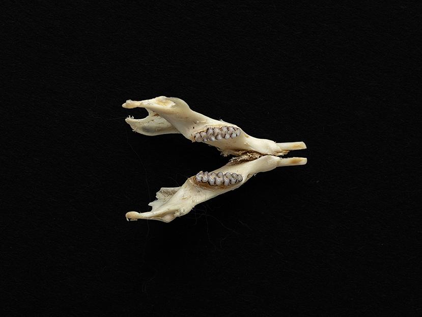 Mandíbula de un individuo adulto de Abrothrix olivacea (ratón oliváceo)