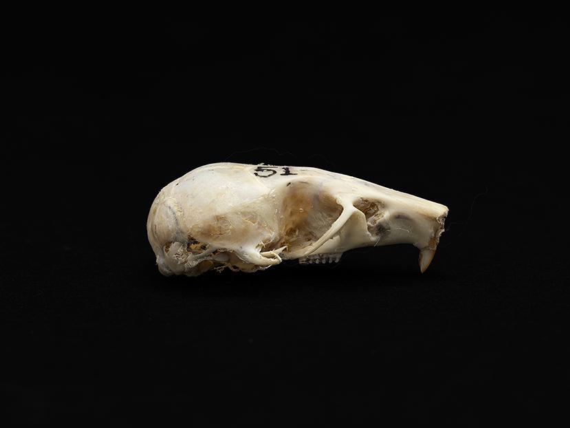 Cráneo de un individuo adulto de Abrothrix olivacea (ratón oliváceo)