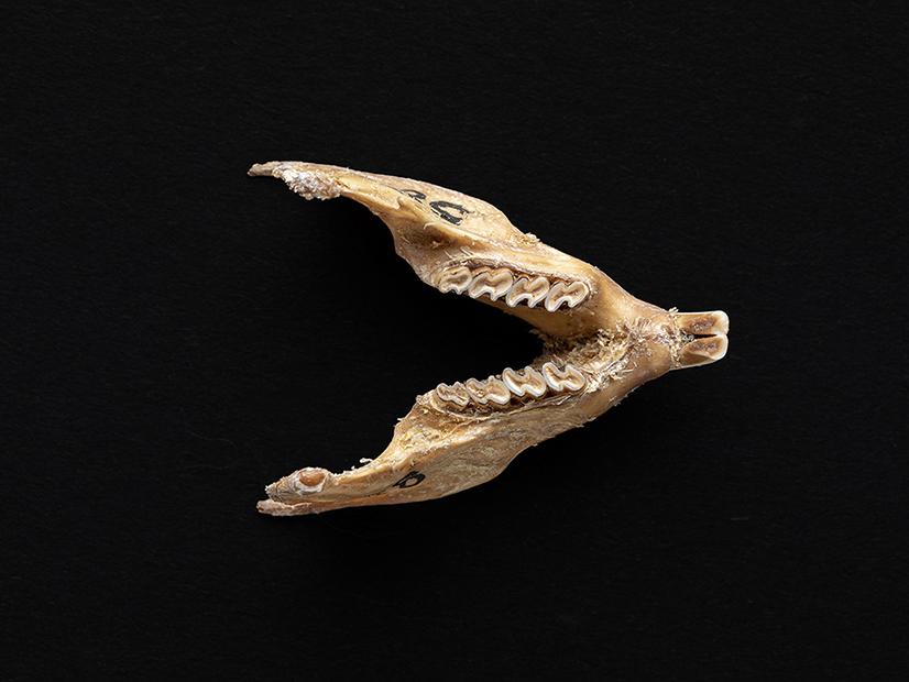 Mandíbula de individuo adulto de Octodon degus (degú común)
