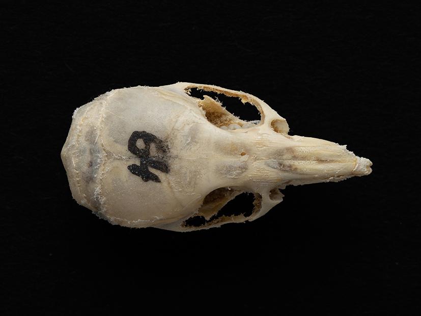Cráneo de un individuo adulto de Mus musculus (laucha)