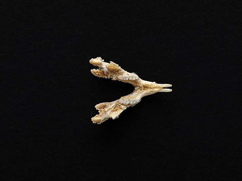 Mandíbula de un individuo adulto de Mus musculus (laucha)