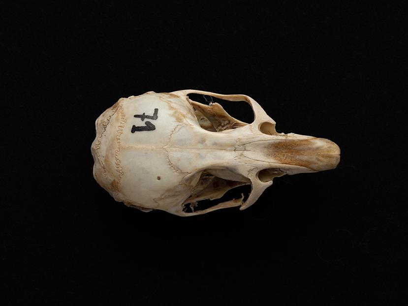 Cráneo de individuo adulto Phyllotis darwini (ratón orejudo de Darwin)