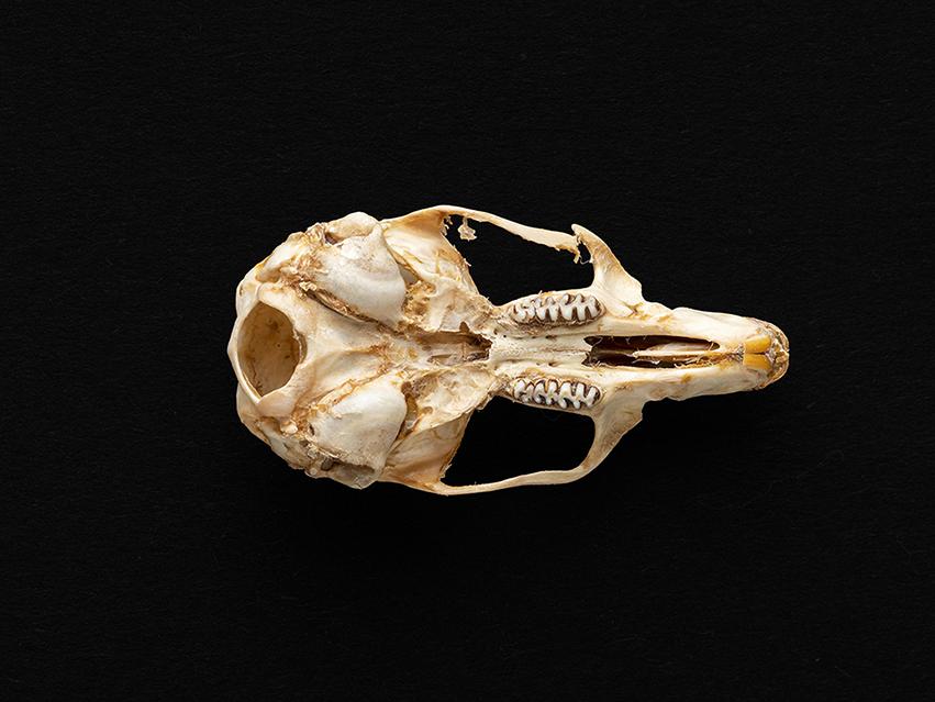 Cráneo de individuo adulto Phyllotis darwini (ratón orejudo de Darwin)