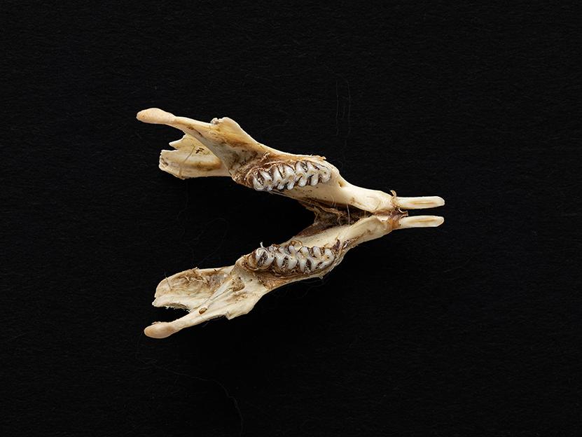 Mandíbula de individuo adulto Phyllotis darwini (ratón orejudo de Darwin)