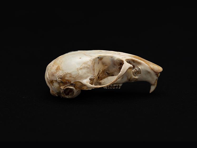 Cráneo de individuo adulto Phyllotis darwini (ratón orejudo de Darwin)