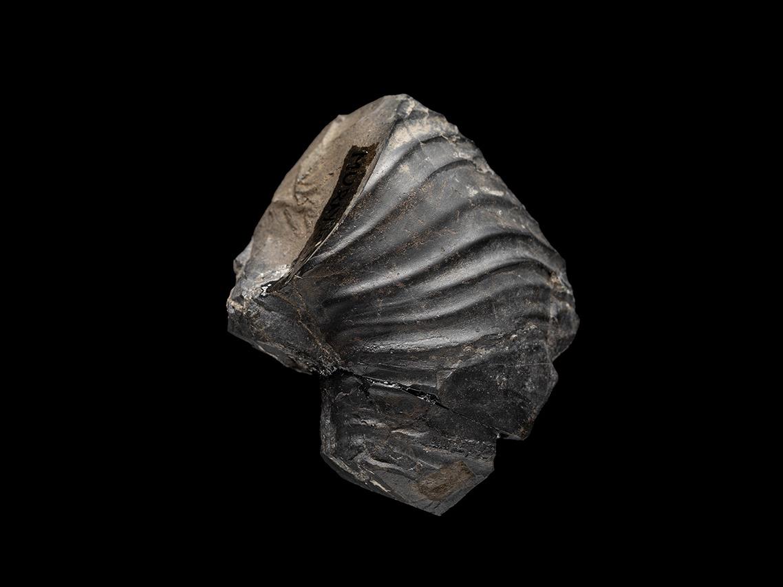 Favrella cf. americana