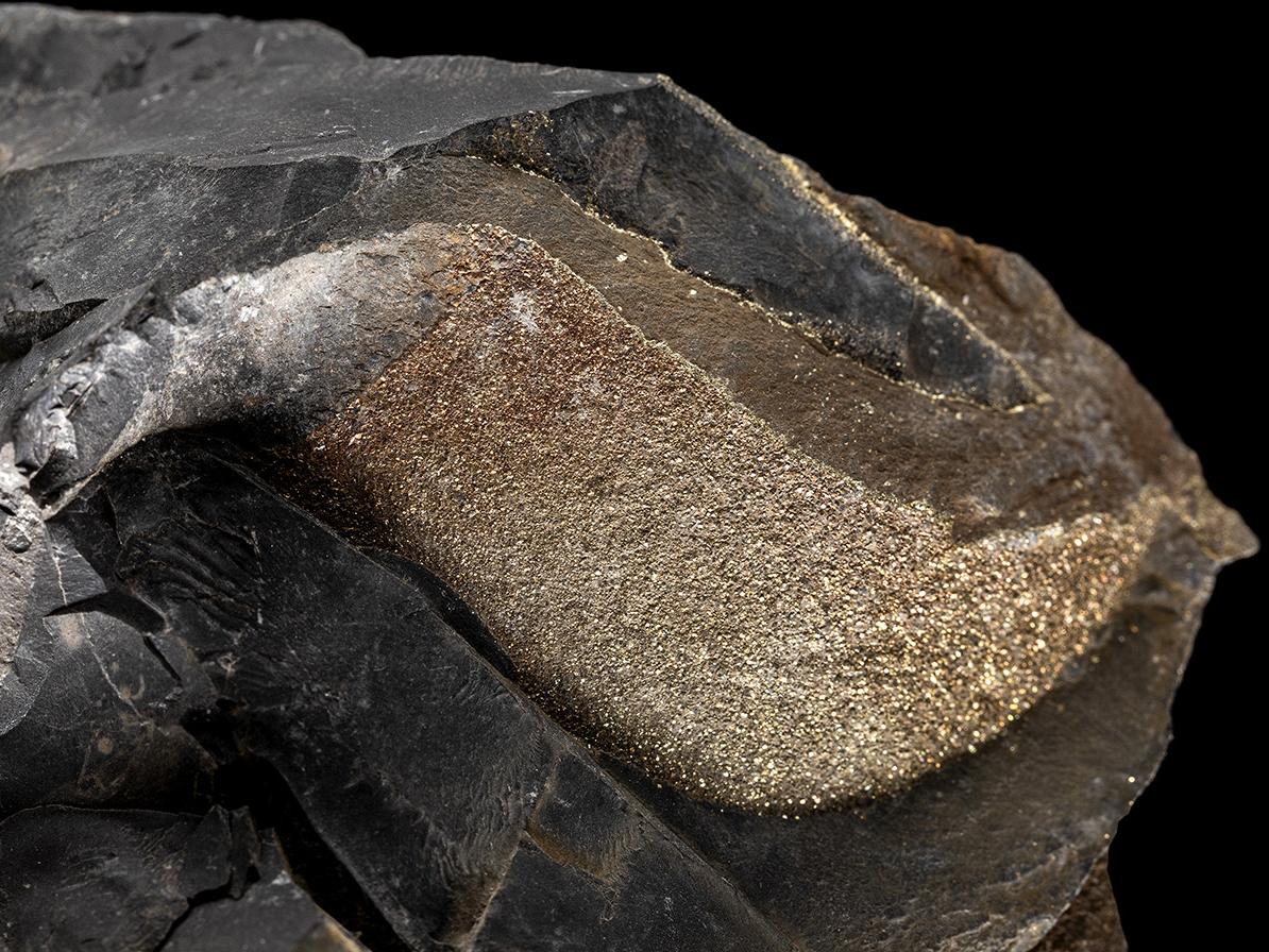 Impresión de ammonite con piritización