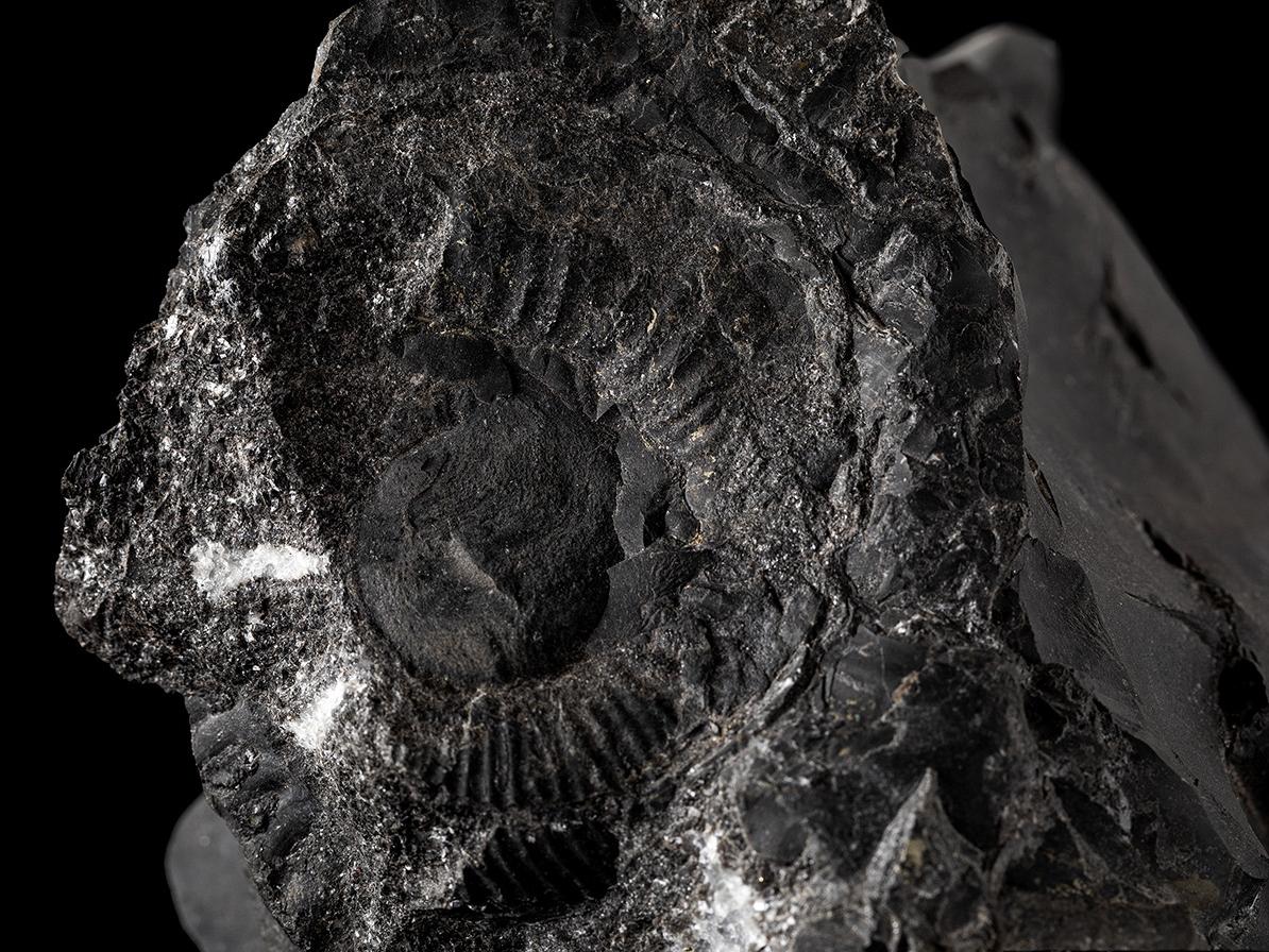 Favrella sp. en concreción