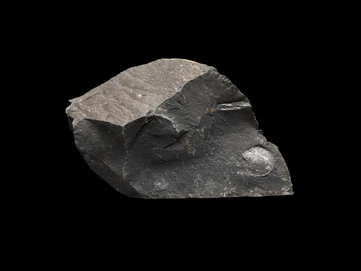 Entolium cf. argentinum