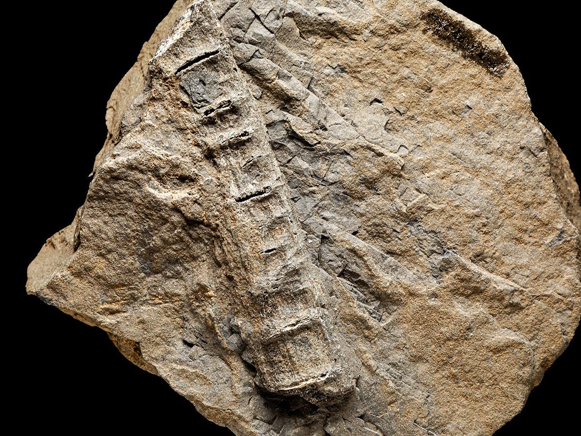 Vertebrata indet.