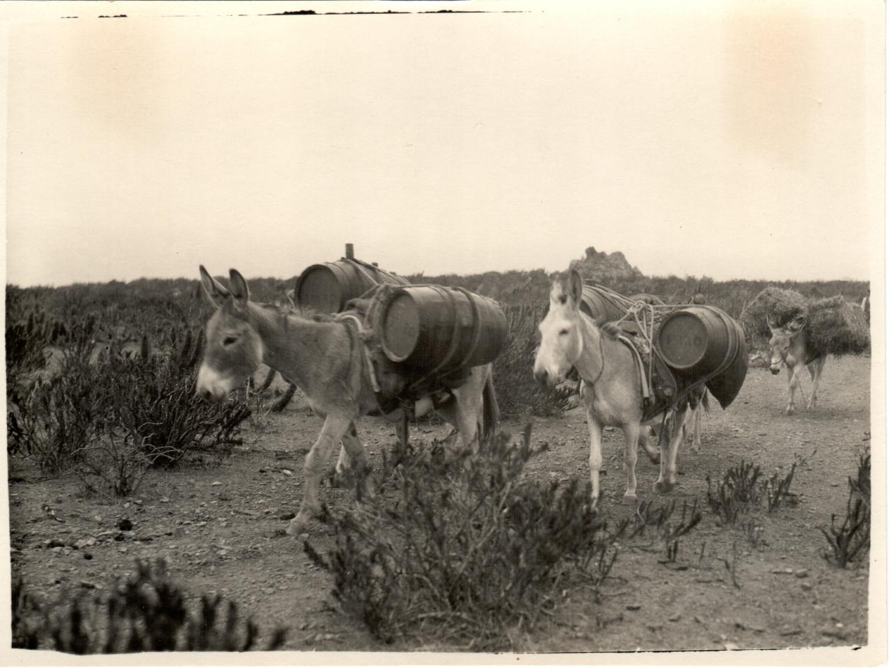 Tropa de burros con cargas