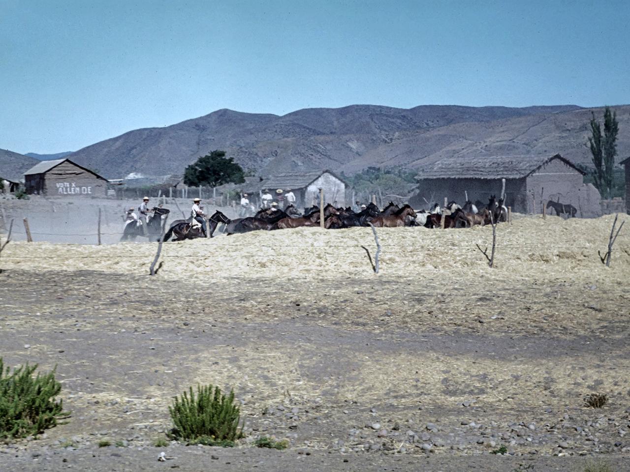 Trilla a yegua suelta