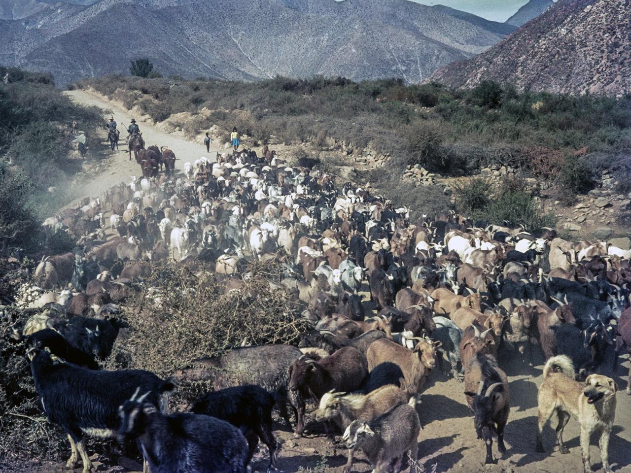 Familia de pastores guiando a su piño de cabras por los alrededores de Carén