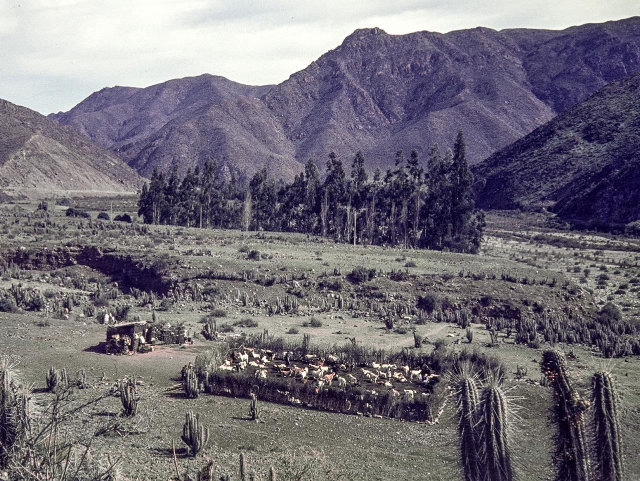 Corral de cabras en el valle del Elqui