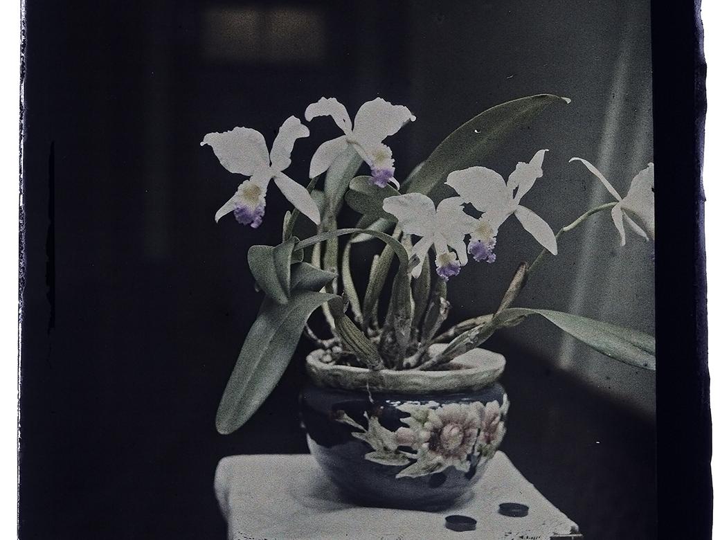 Orquídea