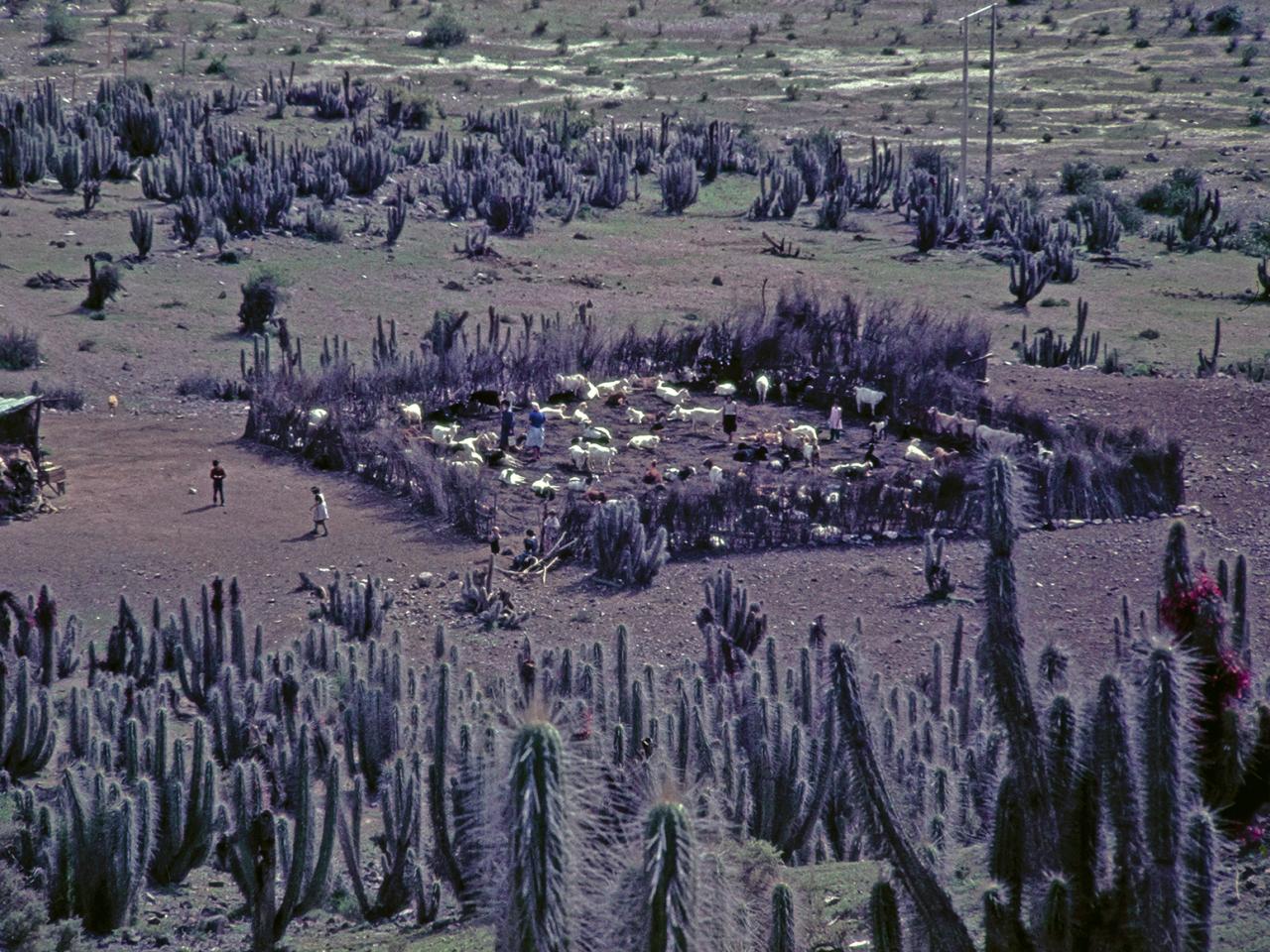Vista general de majada con ruco y corral cercado de quiscos