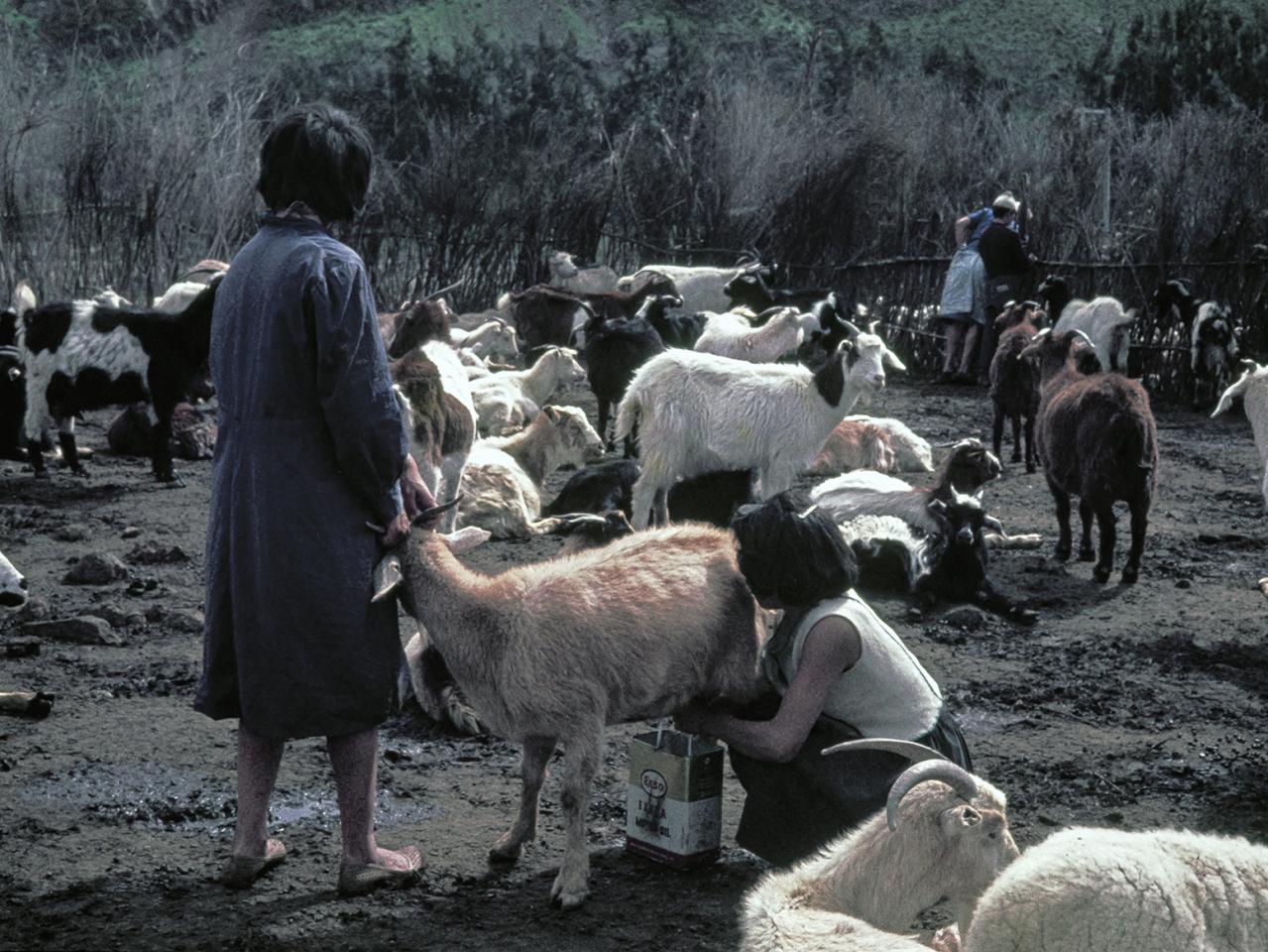 Mujeres ordeñando una cabra
