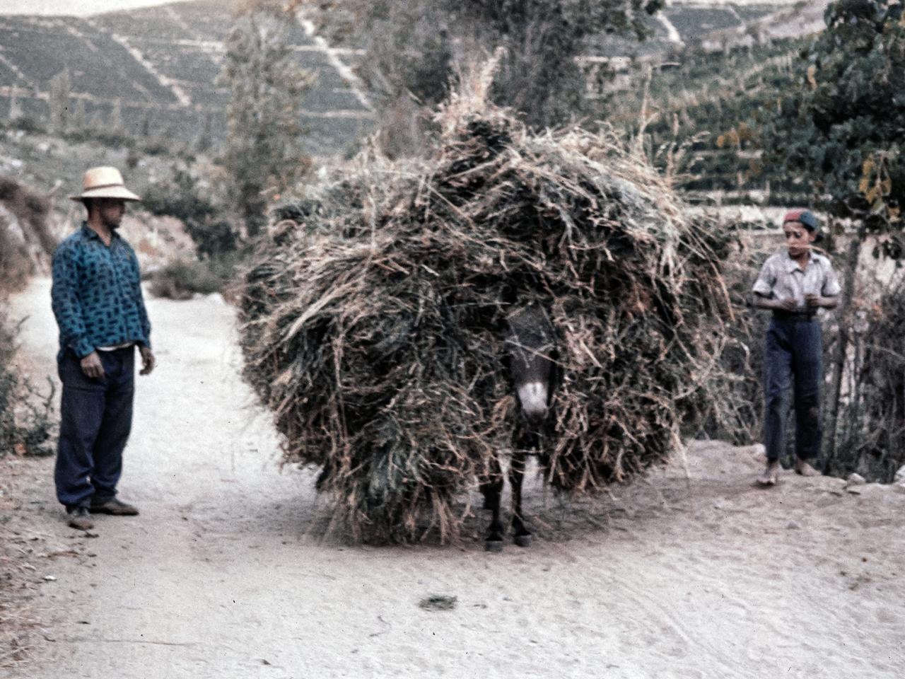 Burro cargado con parva de pasto