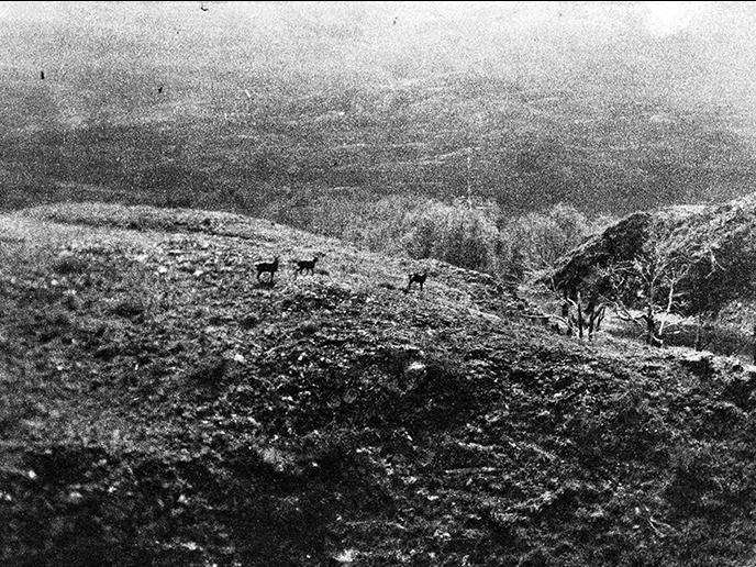 Huemules en una loma en el valle del río del Salto, cerca del río Baker