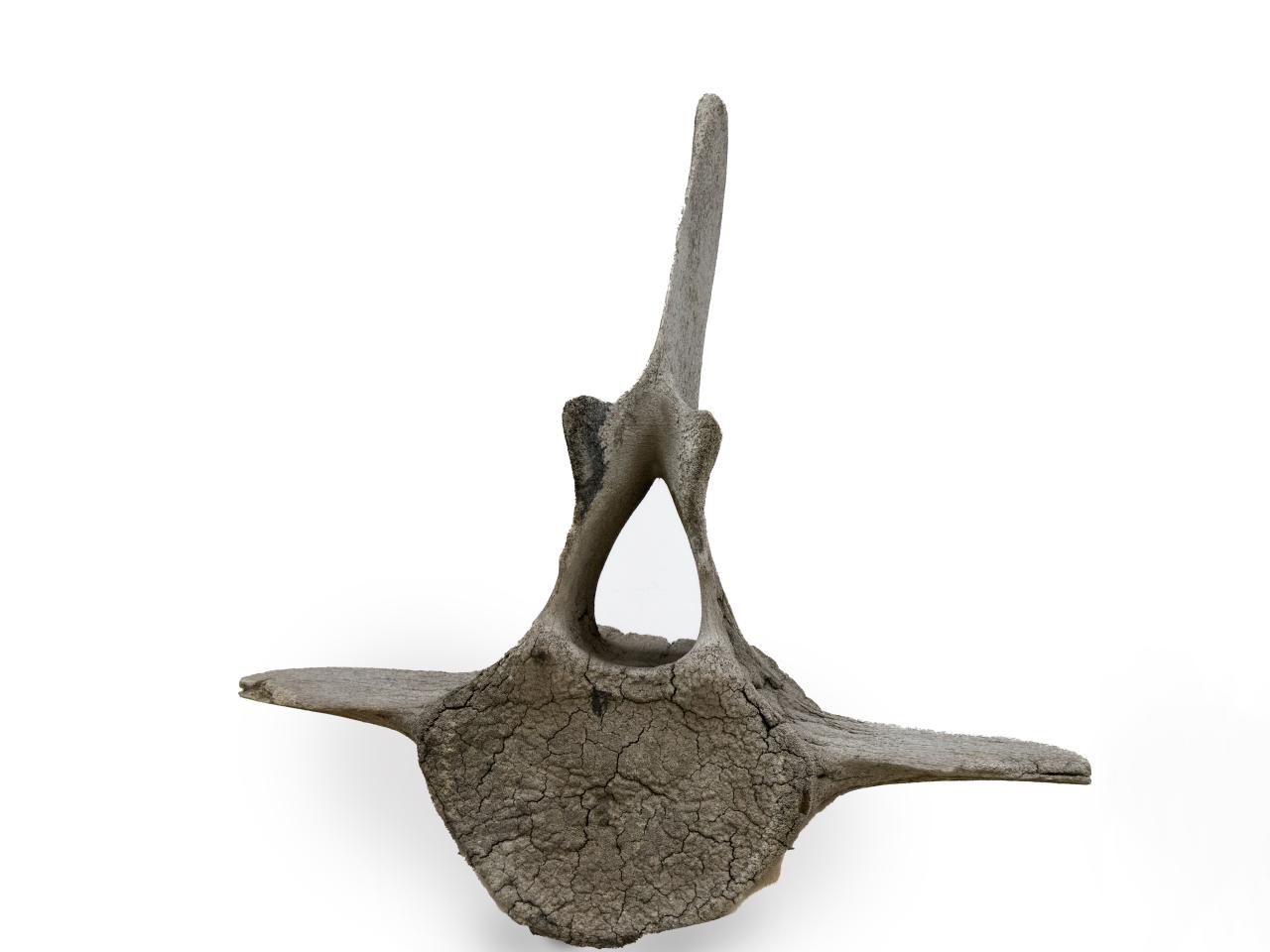 Vertebra de ballena