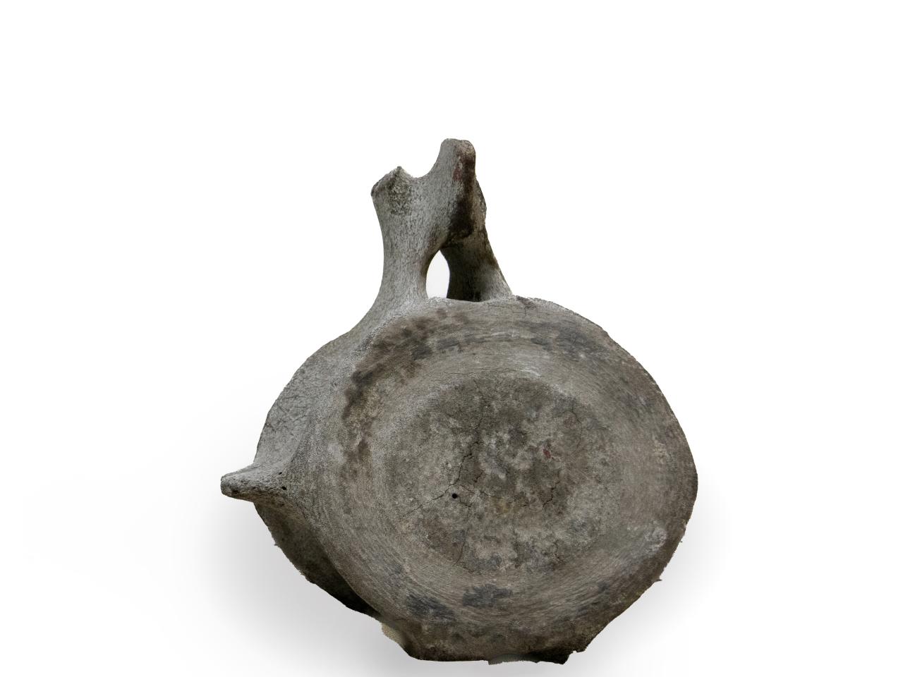 Vertebra de ballena