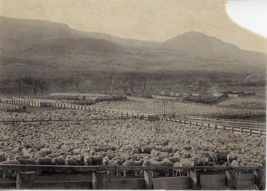Corrales de la Estancia Coyhaique, con parte del ganado ovino