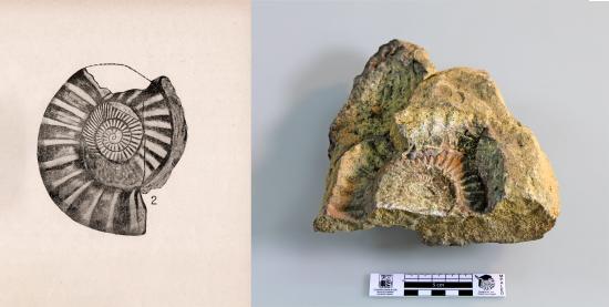 Ilustración y fotografía de un fósil