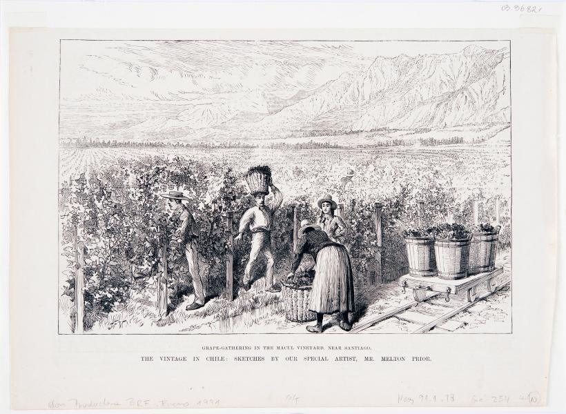 Grape Gathering in the Macul Vineyard, near Santiago. The vintage in Chile- Sketches by our Special Artist, Mr. Melton Prior Grape Gathering in the Macul Vineyard, near Santiago. The vintage in Chile- Sketches by our Special Artist, Mr. Melton Prior