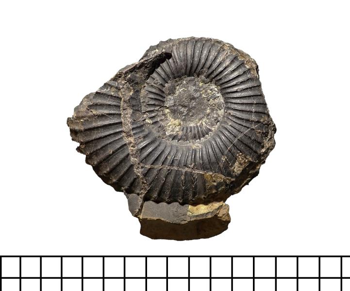 Ammonite cf. Favrella steinmanni Ammonite cf. Favrella steinmanni