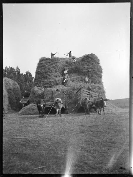 Torre de trigo en trilla en Los Carrizos (c. 1930) Torre de trigo en trilla en Los Carrizos (c. 1930)