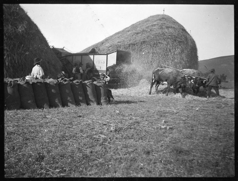Cosecha y cruz del trigo (c. 1930) Cosecha y cruz del trigo (c. 1930)