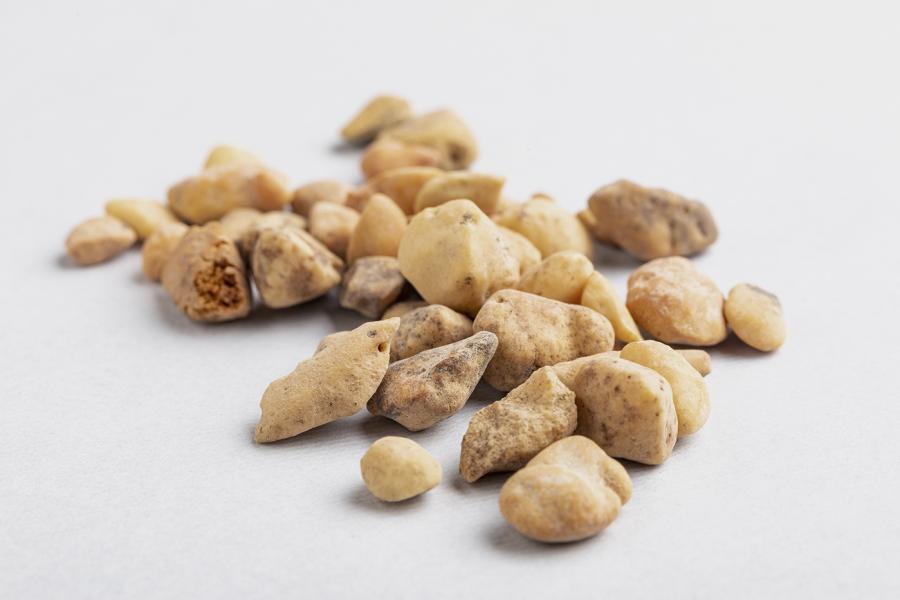 Huesecillos dérmicos de Mylodon