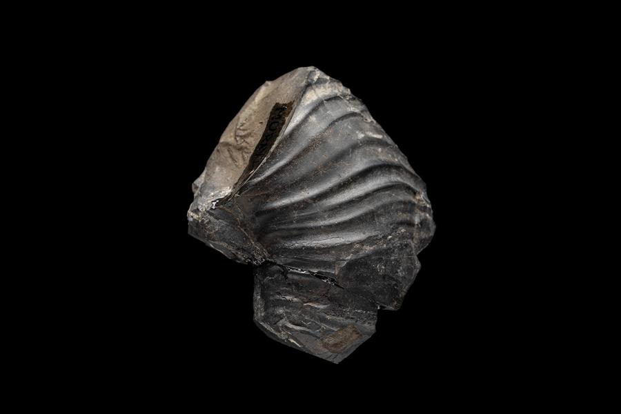 Favrella cf. americana