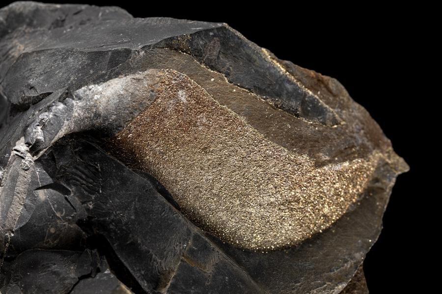 Impresión de ammonite con piritización