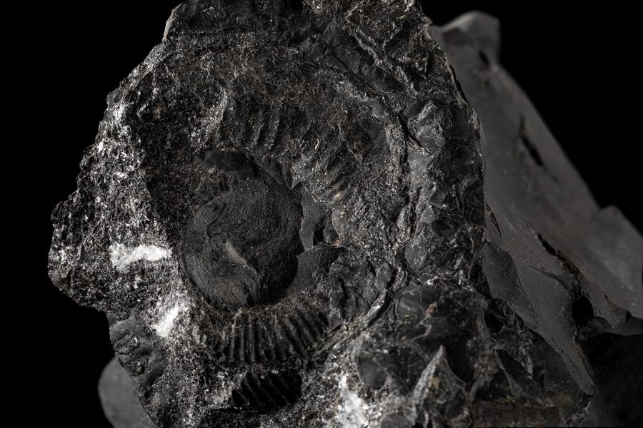 Favrella sp. en concreción